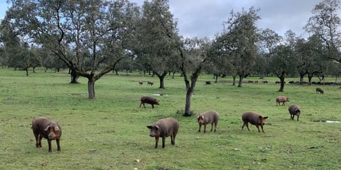Grand Gourmet brand image iberico pigs